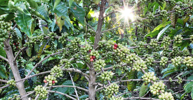 Thematic Thoughts: food companies, sustainability and financial risk