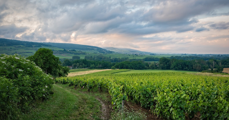 Wine, cognac, sustainability and financial risk